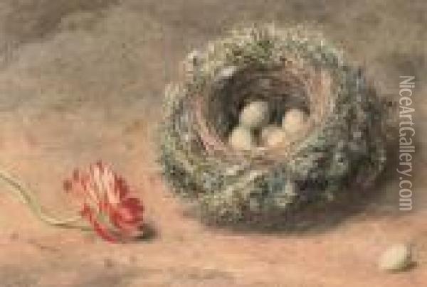 Still Life Of A Bird's Nest And Tulip Oil Painting - William Henry Hunt