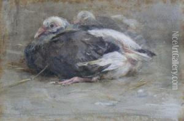 Young Pigeons Oil Painting - Edwin John Alexander