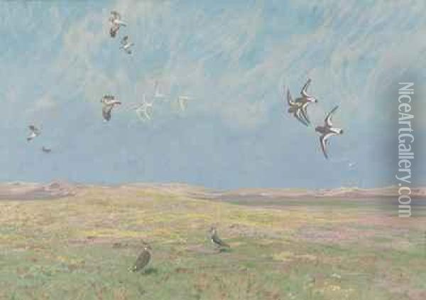 Verschiedene Kustenvogel In Sommerlicher Dunenlandschaft Oil Painting - Friedrich Lissmann