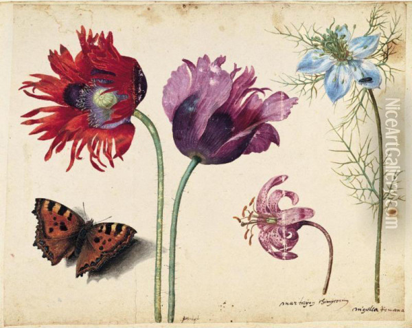 A Sheet Of Flowers: Two Opium 
Poppies, A Lily And A Love-in-a-mist, With A Beetle And A Tortoiseshell 
Butterfly Oil Painting - Jacques (de Morgues) Le Moyne