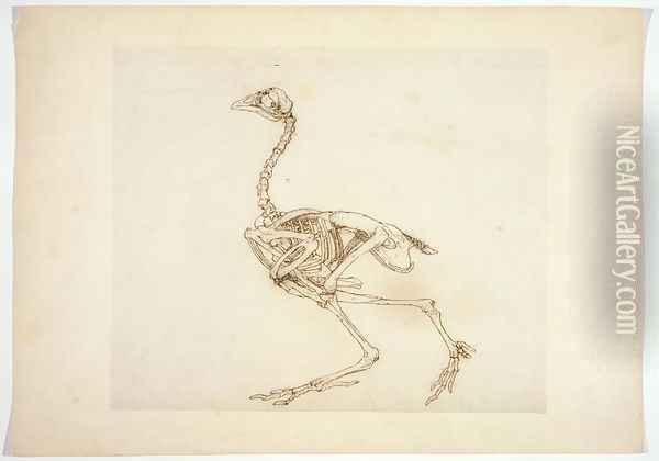 Dorking Hen Skeleton, Lateral View, from A Comparative Anatomical Exposition of the Structure of the Human Body with that of a Tiger and a Common Fowl, 1795-1806 Oil Painting - George Stubbs