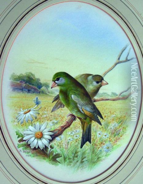 Greenfinches On A Bough Oil Painting - Harry Bright