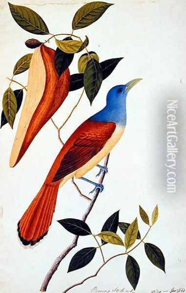 Boorong Seli-ah, from 'Drawings of Birds from Malacca', c.1805-18 Oil Painting - Anonymous Artist