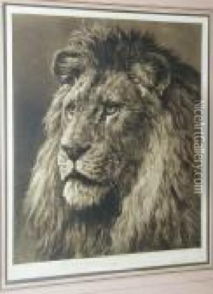 Study Of A Lion's Head Oil Painting - Herbert Thomas Dicksee