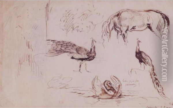 Study Of A Horse, Two Peacocks And Two Swans Oil Painting - Eugene Delacroix