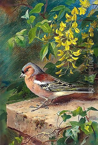 Chaffinch Oil Painting - Archibald Thorburn