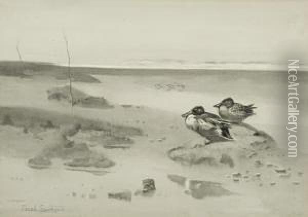 Shoveller Ducks On The Saltings Oil Painting - Frank Southgate