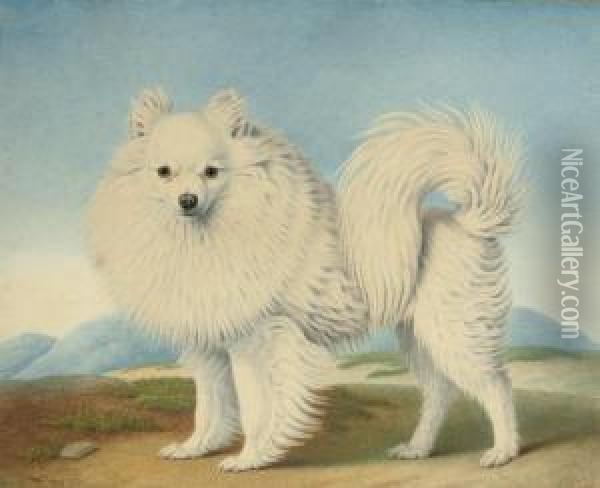 A Pomeranian Oil Painting - Nicolas Huet
