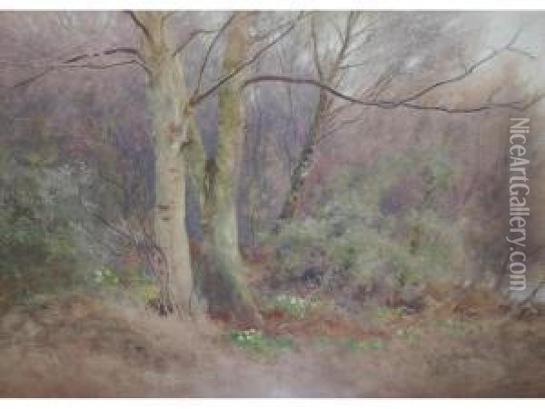 A Woodland Study Oil Painting - William Eyre Walker