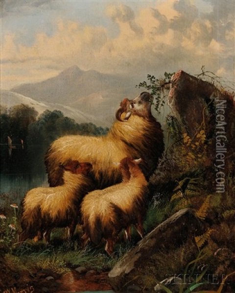 Three Sheep In A Highland Landscape Oil Painting - John W. Morris