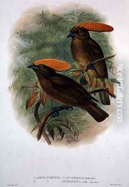 Amblyornis Flavifrons Oil Painting - William M. Hart