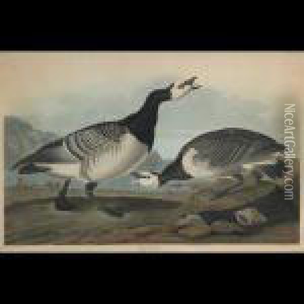 Barnacle Goose, Plate Ccxcvi Oil Painting - John James Audubon