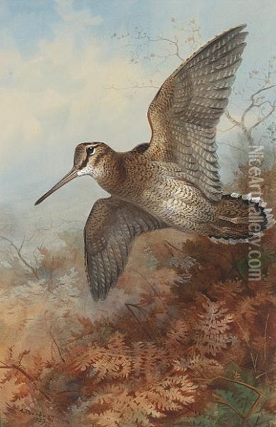 A Woodcock Roding Oil Painting - Archibald Thorburn