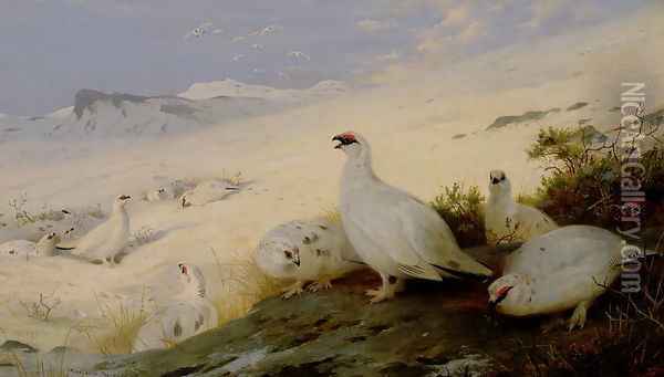Ptarmigan, 1903 Oil Painting - Archibald Thorburn