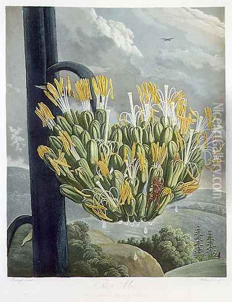The Aloe, engraved by Medland, from The Temple of Flora by Robert Thornton, pub. 1798 Oil Painting - Philip Reinagle
