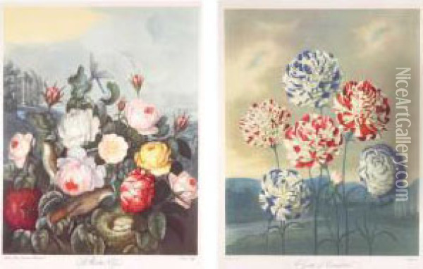 A Group Of Carnations Oil Painting - Robert John, Dr. Thornton
