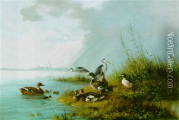 Ducks And Herons By The Water Oil Painting - August Knip