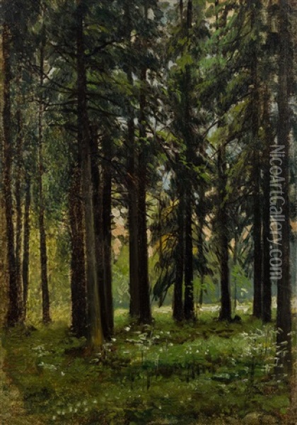 Fir Forest Oil Painting - Andrei Nikolaevich Shilder