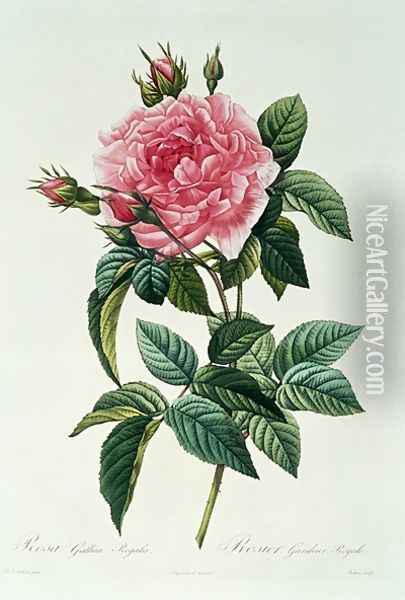 Rosa Gallica Regalis Oil Painting - Pierre-Joseph Redoute