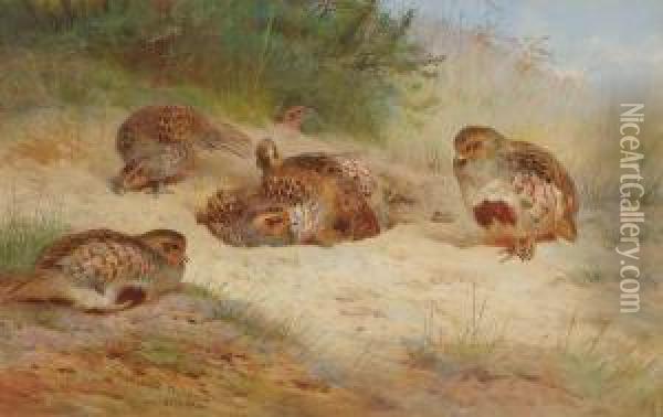 Grey Partridge Basking Oil Painting - Archibald Thorburn