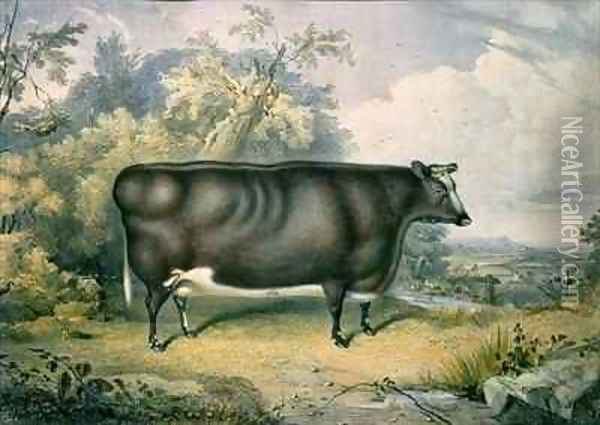 The Cottesmore Prize Heifer Oil Painting - James William Giles