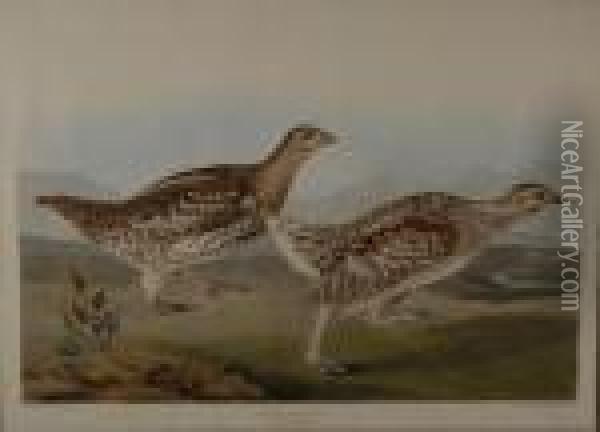 Sharp-tailed Grouse Oil Painting - John James Audubon