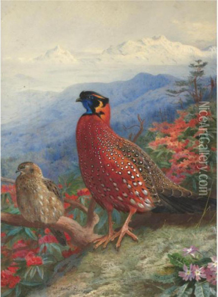 A Pair Of Satyr Tragopans Oil Painting - Archibald Thorburn
