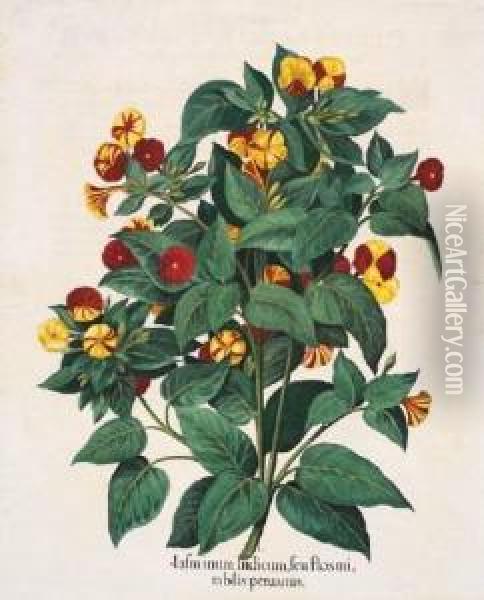 Jasminum Indicum; Malua 
Arborescens; Papas Peruanorum; Lychnis Coronaria Flore Rubra Pleno Oil Painting - Basilius Besler