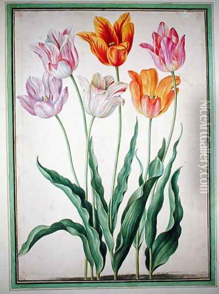 Tulips, from the Nassau Florilegium Oil Painting - Johann Jakob Walther