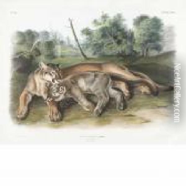 The Cougar, Female And Young Oil Painting - John James Audubon