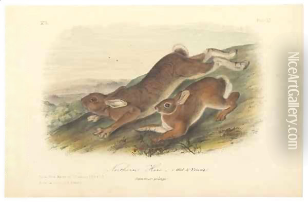 Northern Hare (Old & Young), illustration from 'The Viviparous Quadrupeds of North America' Oil Painting - John James Audubon