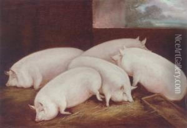 Five Prize Pigs In A Sty Oil Painting - William Henry Davis