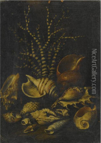 A Still Life With A Lambis 
Lambis, A Cypraea, A Cymatiide, Acenithium, A Galaodea And Other Shells Oil Painting - Bartolommeo Bimbi