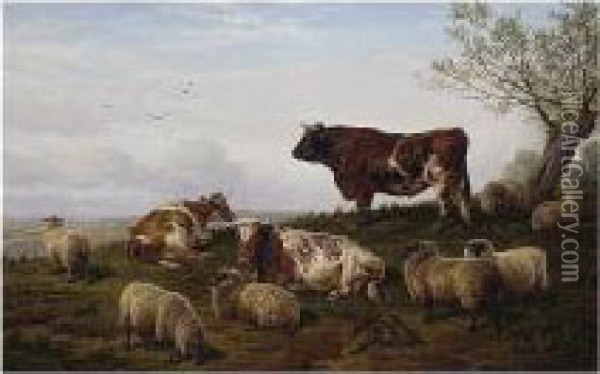 Cattle And Sheep Resting Oil Painting - Charles Jones