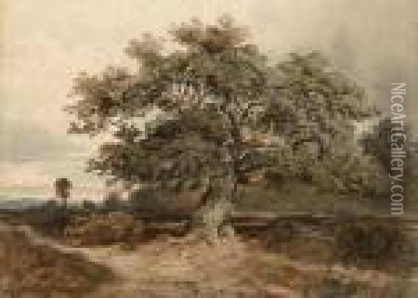 Old Tree With Distant Landscape Oil Painting - David Cox