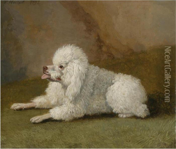 Portrait Of A Poodle Oil Painting - Jacob Philipp Hackert