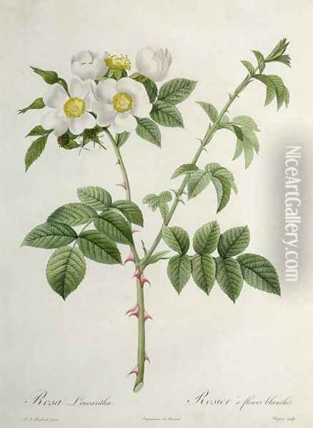 Rosa Leucantha, engraved by Chapuy, published by Remond Oil Painting - Pierre-Joseph Redoute