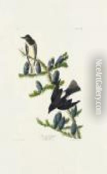 Olive Sided Flycatcher (plate Clxxiv)
Contopus Cooperi Oil Painting - John James Audubon