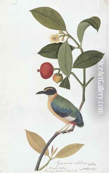 Garcinia celebica, Mangies ootan, Bourong Mentooah Plandoka, from 'Drawings of Birds from Malacca', c.1805-18 Oil Painting - Anonymous Artist