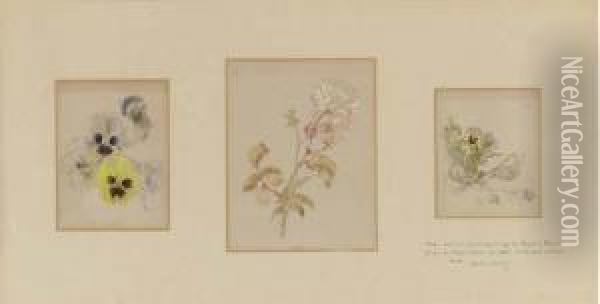 Three Flower Studies Of Roses And Pansies Oil Painting - Helen Beatrix Potter