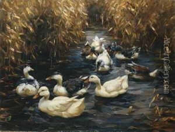 Zehn Enten Im Herbstschilf. Oil Painting - Alexander Max Koester