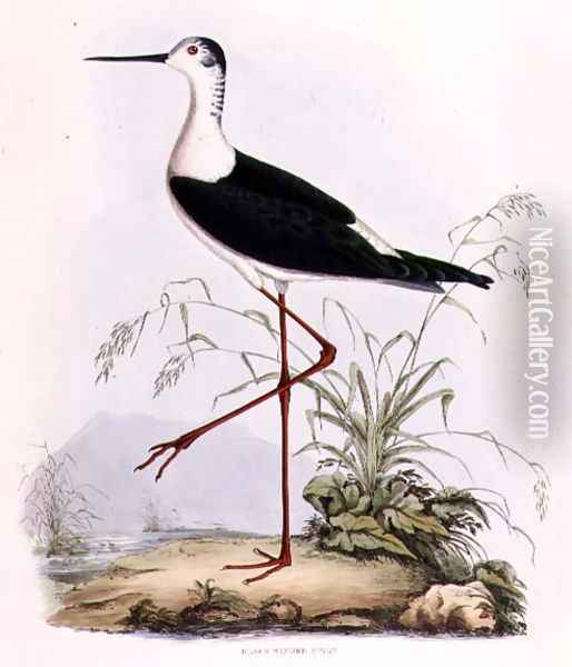 Black Winged Stilt, from Illustrations of British Ornithology Oil Painting - Prideaux John Selby