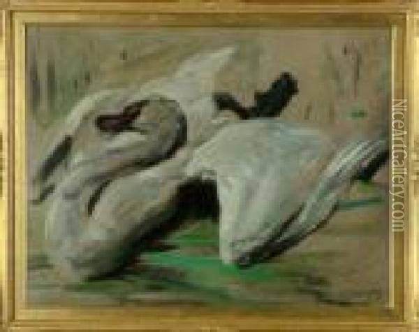 A Study Of A Swan Oil Painting - William Walls