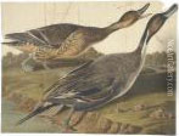 Pin-tailed Duck Oil Painting - John James Audubon