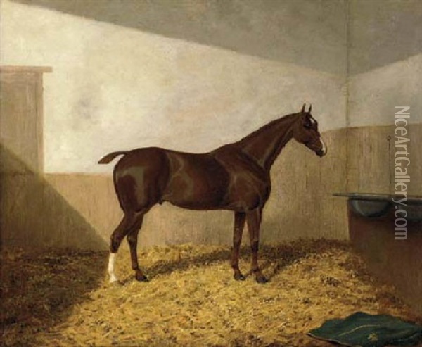 A Dark Brown Hunter In A Stable Oil Painting - Albert Clark