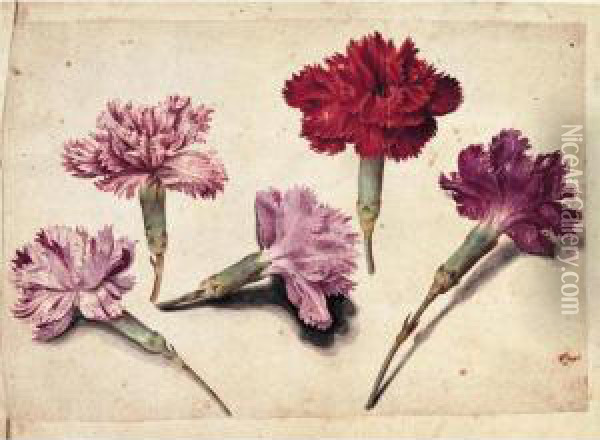 A Sheet Of Studies With Five Clove Pinks Oil Painting - Jacques (de Morgues) Le Moyne