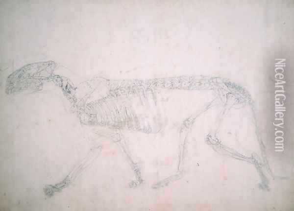 Study of a Tiger, Lateral View, from A Comparative Anatomical Exposition of the Structure of the Human Body with that of a Tiger and a Common Fowl, 1795-1806 18 Oil Painting - George Stubbs