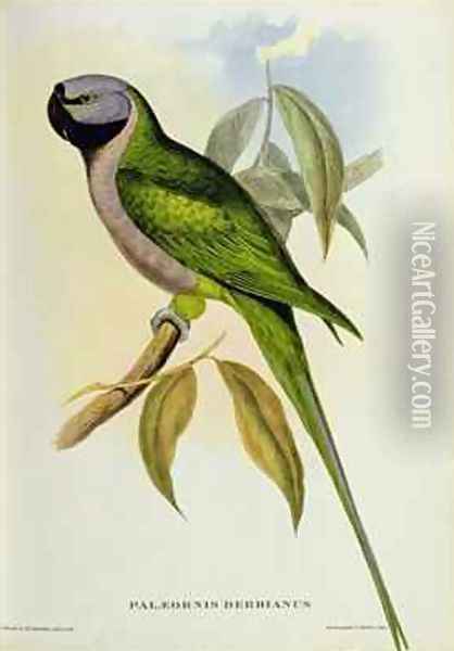 Parakeet Palaeornis Derbianus Oil Painting - John Gould
