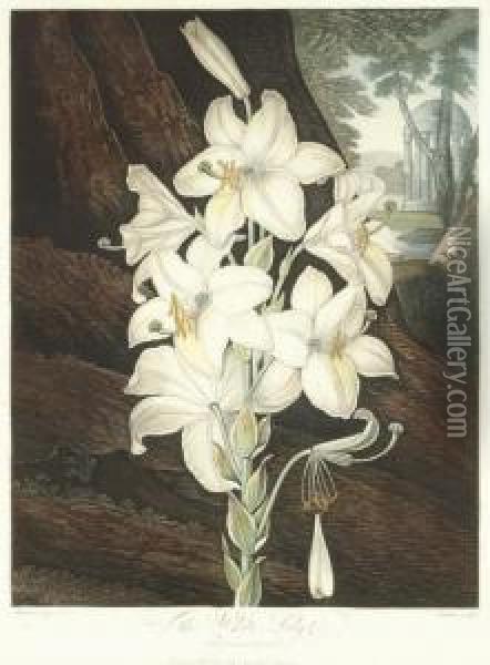 The White Lily, From 
The Temple Of Flora Oil Painting - John Robert Wildman