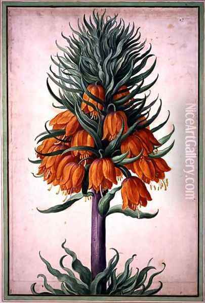 Fritillaria imperialis (crown imperial) plate 25 from the Nassau Florilegium Oil Painting - Johann Jakob Walther